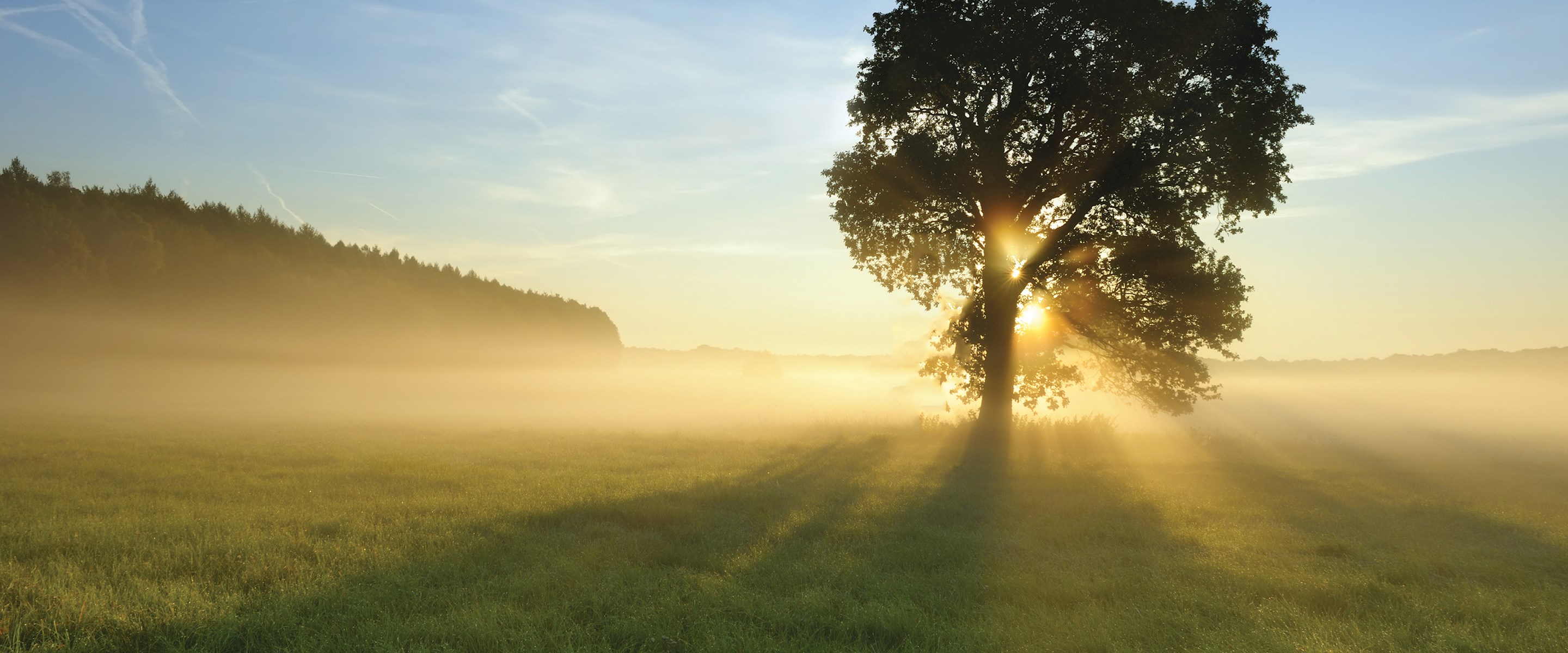 Sunlight coming through a tree in a field